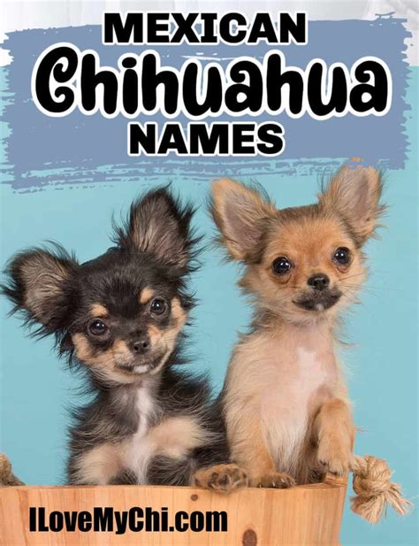 Mexican Chihuahua Names - I Love My Chi