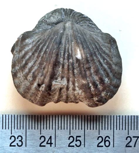 Upper Ordovician brachiopod - Brachiopods - The Fossil Forum