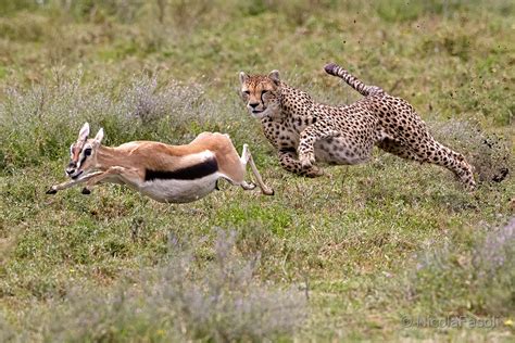 Cheetah Hunting | JuzaPhoto