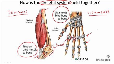 Diagram Of Tendons And Ligaments