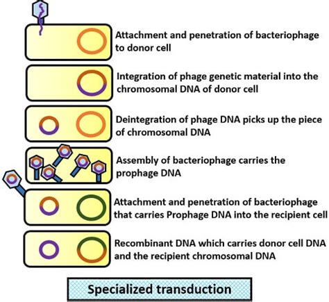 What is Transduction? Definition and Types - Biology Reader