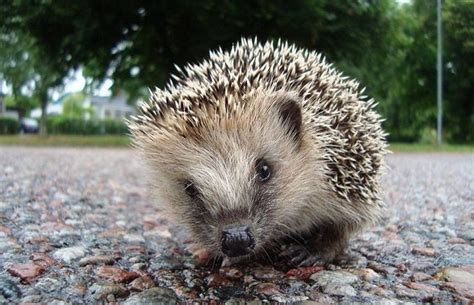 European Hedgehog Facts, Habitat, Diet, Life Cycle, Baby, Pictures