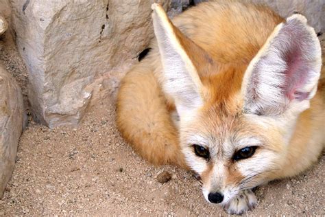 Fennec Fox Habitat