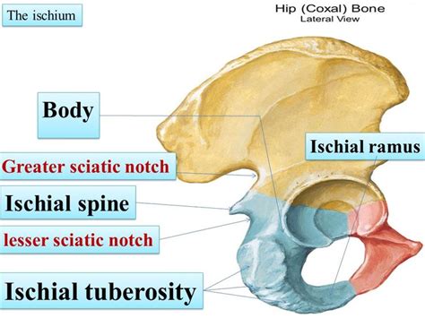 276 besten Anatomy Bilder auf Pinterest | Anatomie, Gesundheit und Medizin