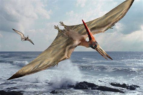 Pterodactyl Pictures & Facts - The Dinosaur Database