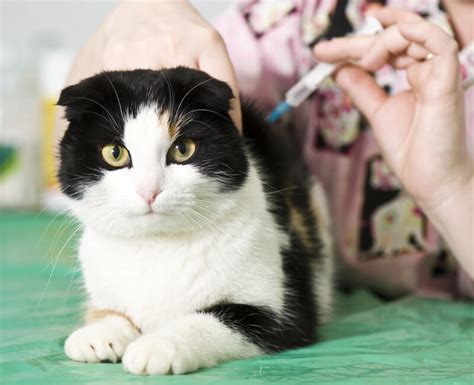 Rabies Vaccines for Cats - What you need to know » Petsoid