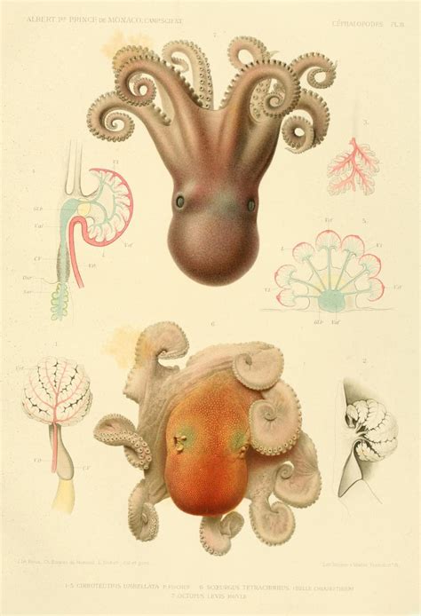 Scientific Illustration | Scientific illustration, Illustration ...