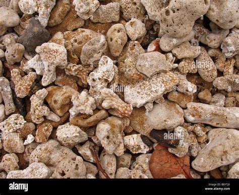 coral rocks on beach in Maui Hawaii Stock Photo - Alamy