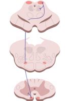 Tectospinal Tract - Physiopedia