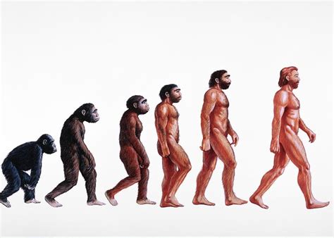 Stages In Human Evolution Greeting Card for Sale by David Gifford