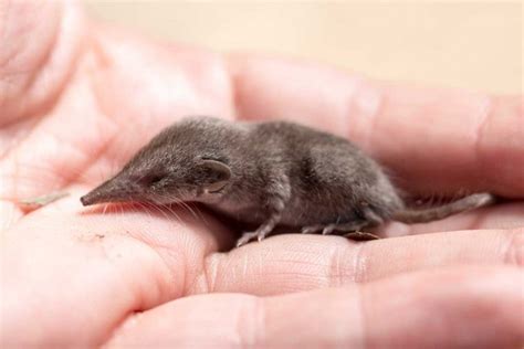 Pygmy-Shrew - www.birdwords.co.uk