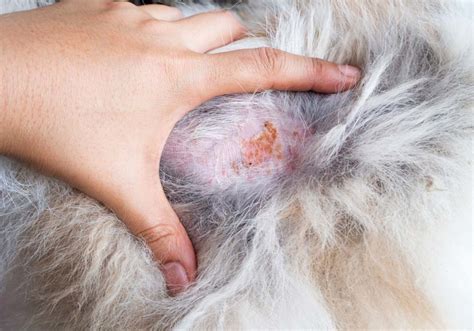 How To Get Rid Of Dog Skin Allergies at Cynthia Stevenson blog