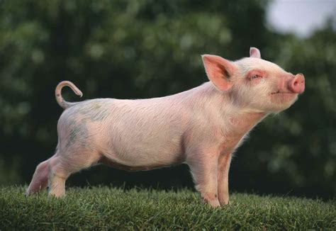 7 Pig Breeds to Raise on Your Farm | Pig breeds, Pet pigs, Baby pigs