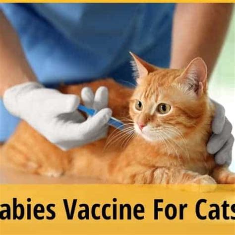 Rabies Vaccine For Cats - Things To Know | ZooAwesome