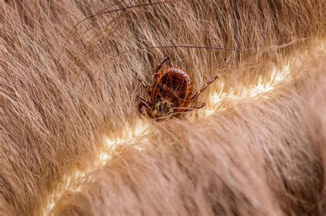 How Do You Remove An Embedded Tick From A Dogs Skin