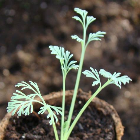 California Poppy Seedling | Flower seedlings, California poppy, Plant ...