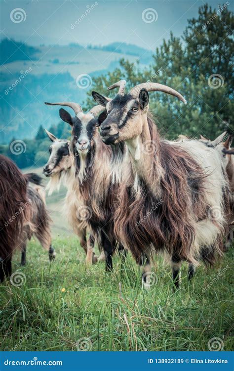 Portrait of domestic goat stock image. Image of bevy - 138932189