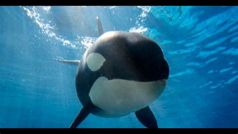 The 11 remaining orcas at SeaWorld San Diego | cbs8.com