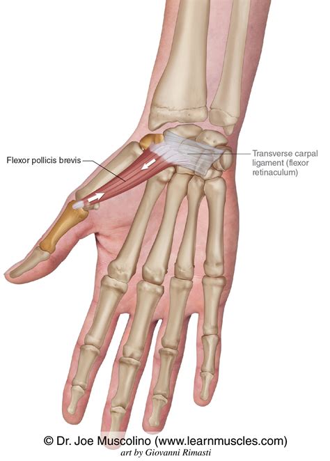 Flexor Pollicis Brevis Origin And Insertion