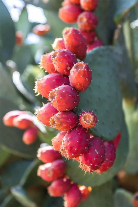 What Is A Prickly Pear? Everything You Need To Know!