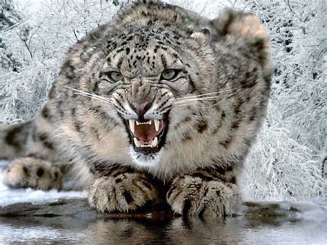 Snow Leopard | Fun Animals Wiki, Videos, Pictures, Stories