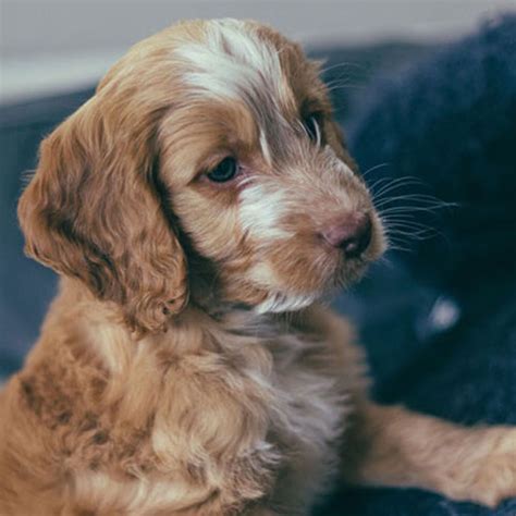 Where to buy cockapoo puppies Tracheostomy Size – Legraybeiruthotel