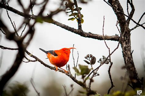 Hawaii Wildlife Pictures – Hawaiipictures.com