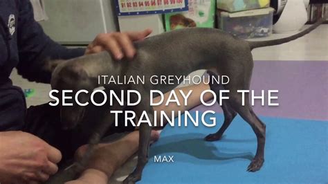 [italian greyhound] Training Day - YouTube