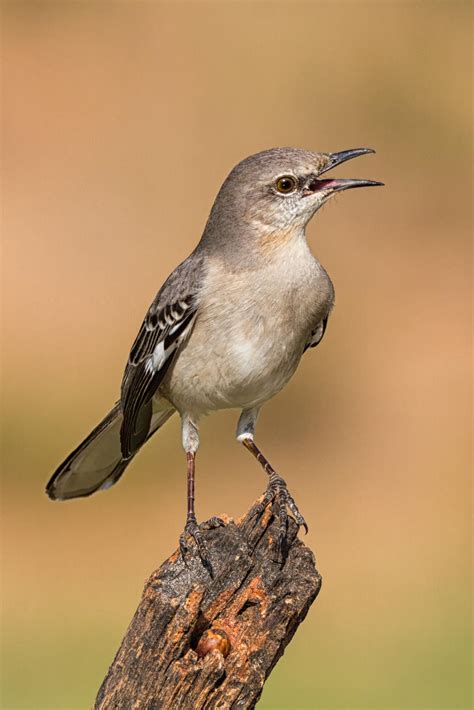 Singing Mockingbird by David Cutts : r/wildlifephotography