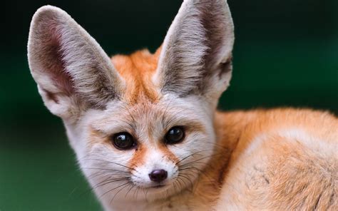 Nocturnal Animals, Woodland Animals, Unique Animals, Fox Facts, Bat ...