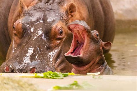 Dallas Zoo Welcomes Baby Hippo: 'We Are Thrilled'