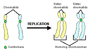 Chromosomes/chromatids