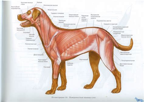 Поверхностные мышцы собаки | Dog Muscles Anatomy | Dog anatomy, Pit dog ...