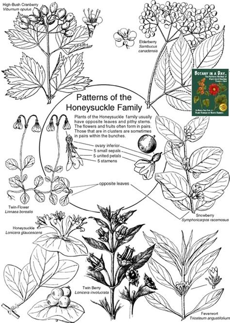 Caprifoliaceae / Adoxaceae: Honeysuckle / Adoxa Family Plant Identification