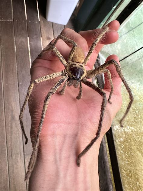 Golden huntsman. The biggest huntsman spider in Australia, occasionally ...