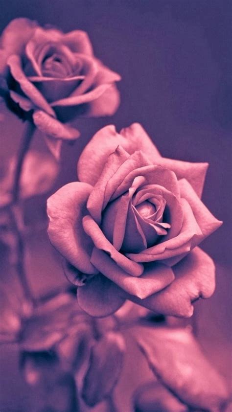 iPhone 7 Wallpaper Rose Gold | 3D iPhone Wallpaper