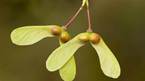 Maple trees provide more than just syrup | CBC News