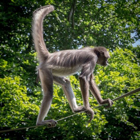 9 Facts About The Spider Monkey You Won't Read Anywhere Else | Fact City