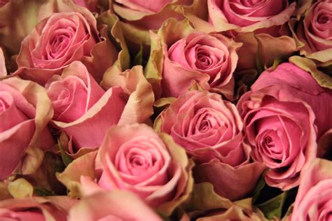 26 Ecuadorian Roses Varieties to Watch in the upcoming wedding season