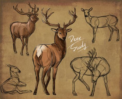 Deer Art Reference : Buck Deer : Signtorch, Turning Images Into Vector ...