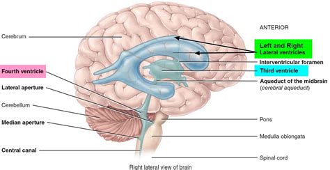 Ventricles of the brain anatomy, function & enlarged ventricles of brain