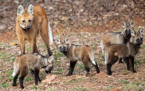 4 maned wolf pups now have names. What did the Greensboro Science ...