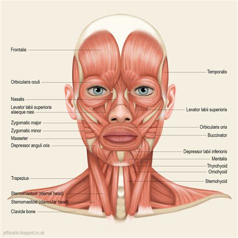 Muscles of the Head and Neck Diagram | Quizlet