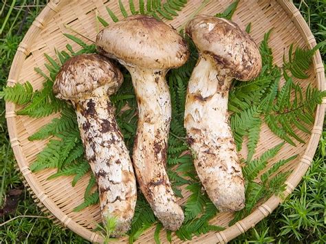 The Matsutake Mushroom Finding, Cooking And Preserving, 57% OFF