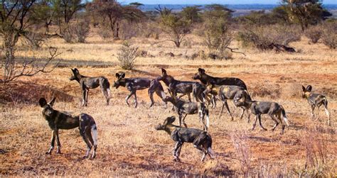 Meet the World's Most Endangered Canines: African Wild Dogs - Kenya ...