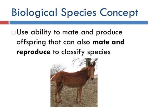 PPT - SPECIES AND SPECIATION PowerPoint Presentation, free download ...