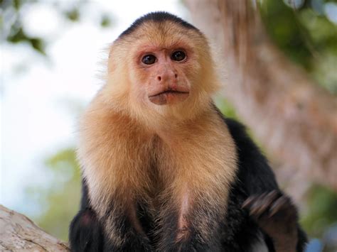 Capuchins - Wild Animals News & Facts