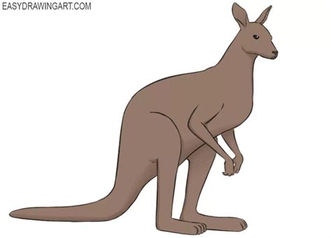 Kangaroo Animal Drawing