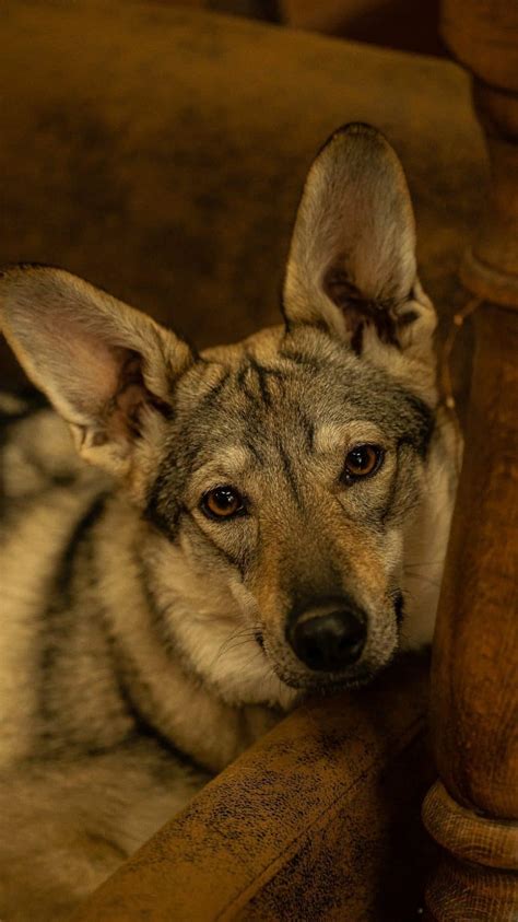 Coyote Dog Mix Breed Information - What Is A Coydog? | Your Dog Advisor