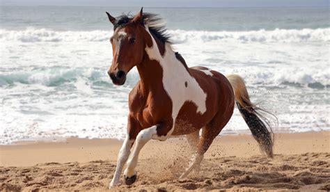 10 Fun Facts About the American Paint Horse - Helpful Horse Hints